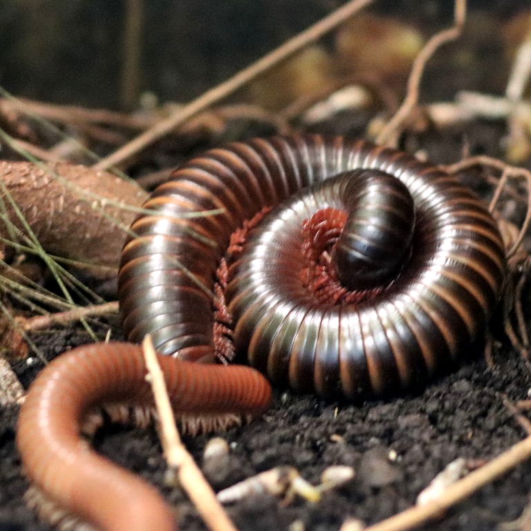 Giant African Millipede with Tanzanian Green-banded