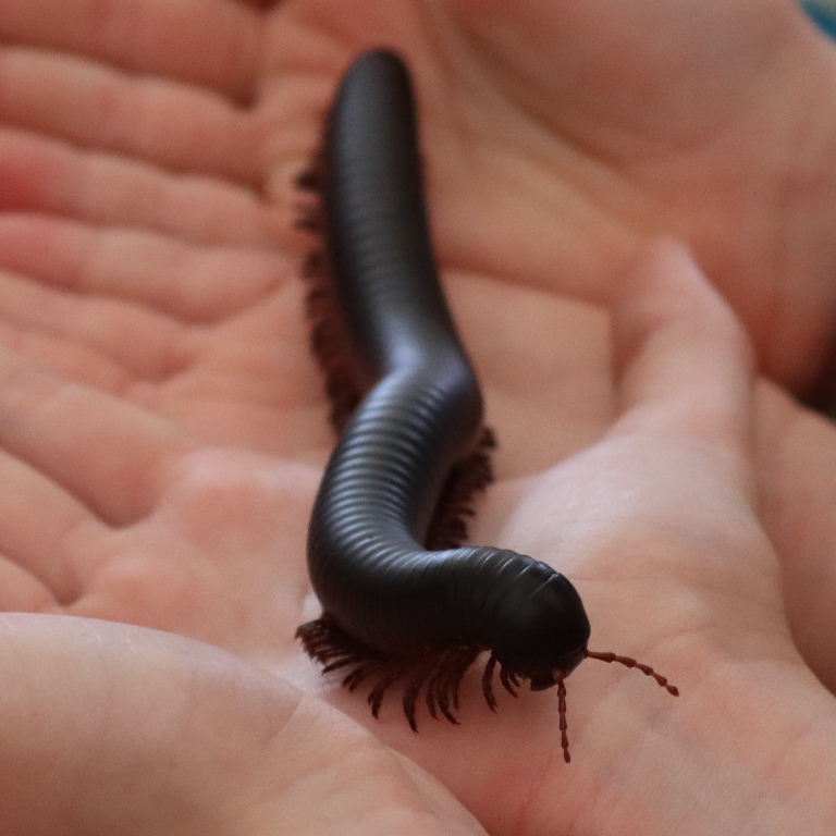 Giant African Millipede