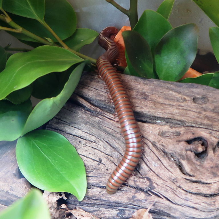 Chocolate Millipede