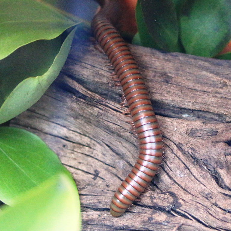 Chocolate Millipede