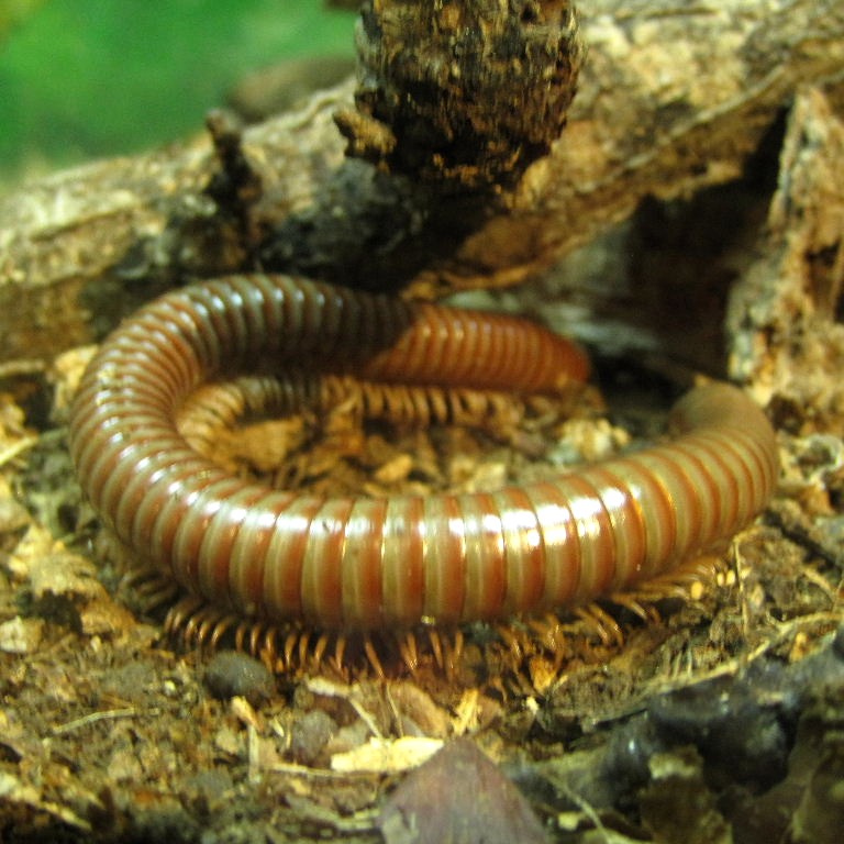 Chocolate Millipede