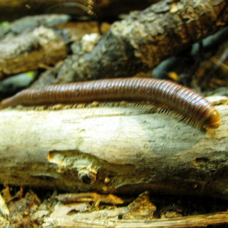 Chocolate Millipede