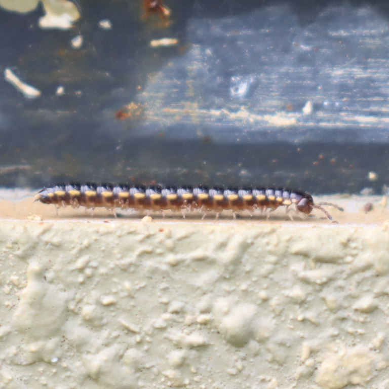 Long-flanged Millipede