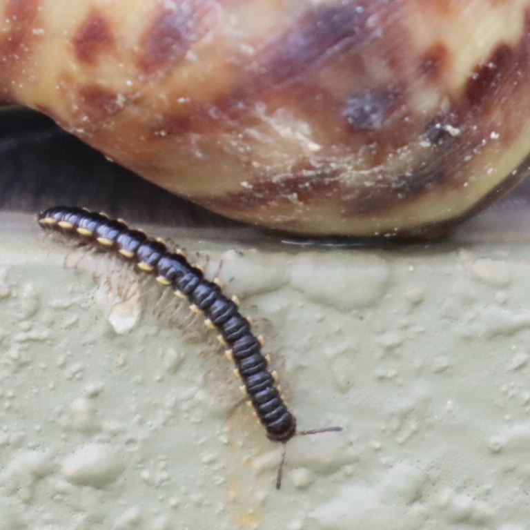 Long-flanged Millipede