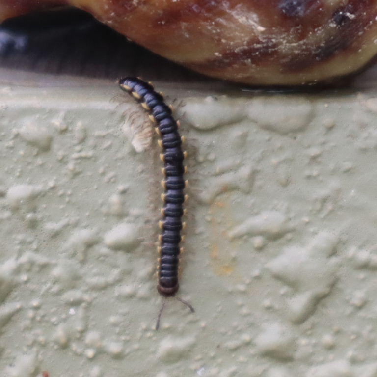 Long-flanged Millipede