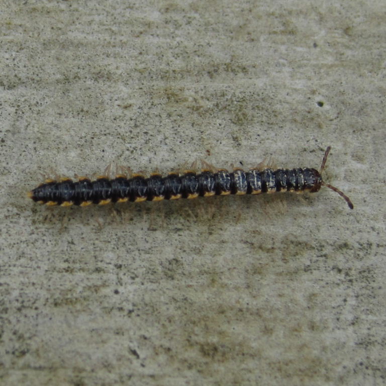 Long-flanged Millipede