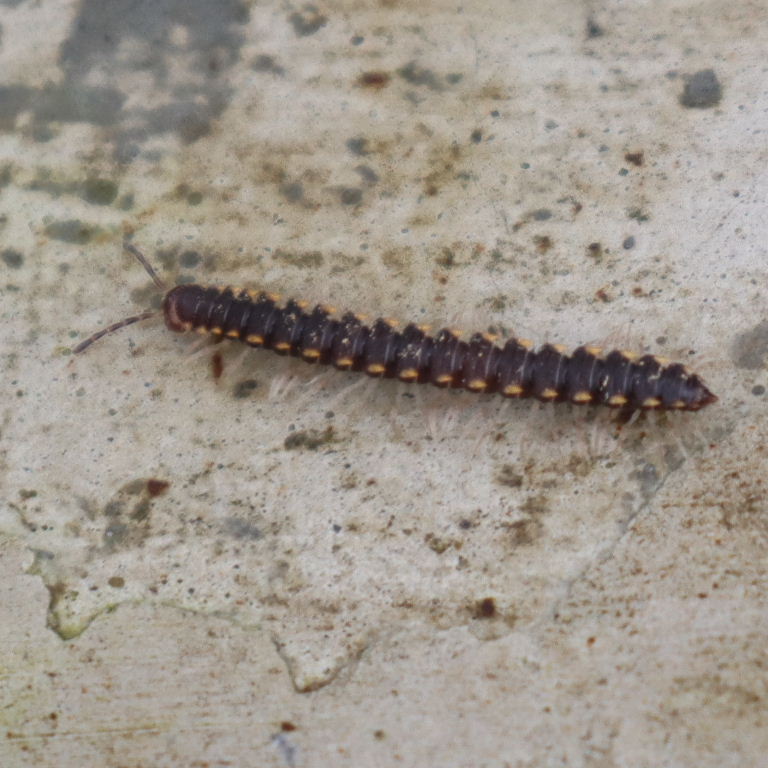 Long-flanged Millipede
