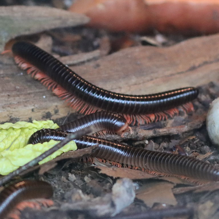 Red-legged Millipede