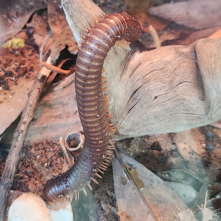 Red-legged Millipede