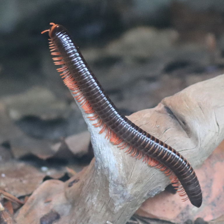 Red-legged Millipede