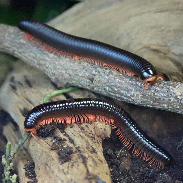 Red-legged Millipede