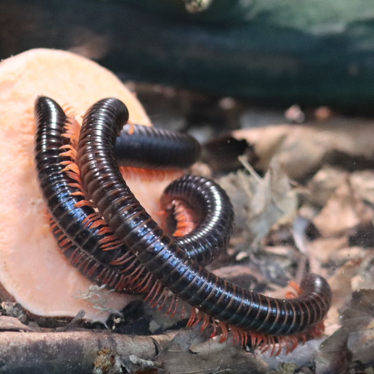 Red-legged Millipede male