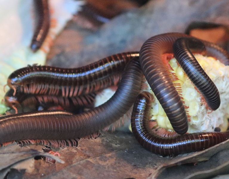 Mombassan Train Millipede