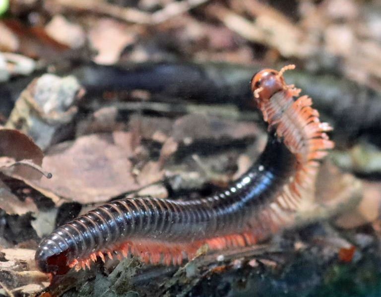 Mombassan Train Millipede