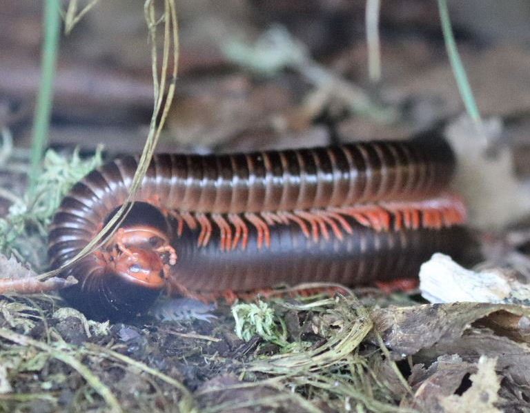 Mombassan Train Millipede