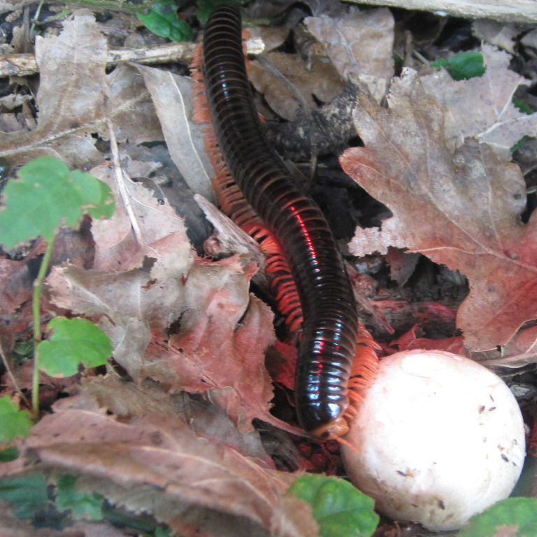 Red-legged Millipede