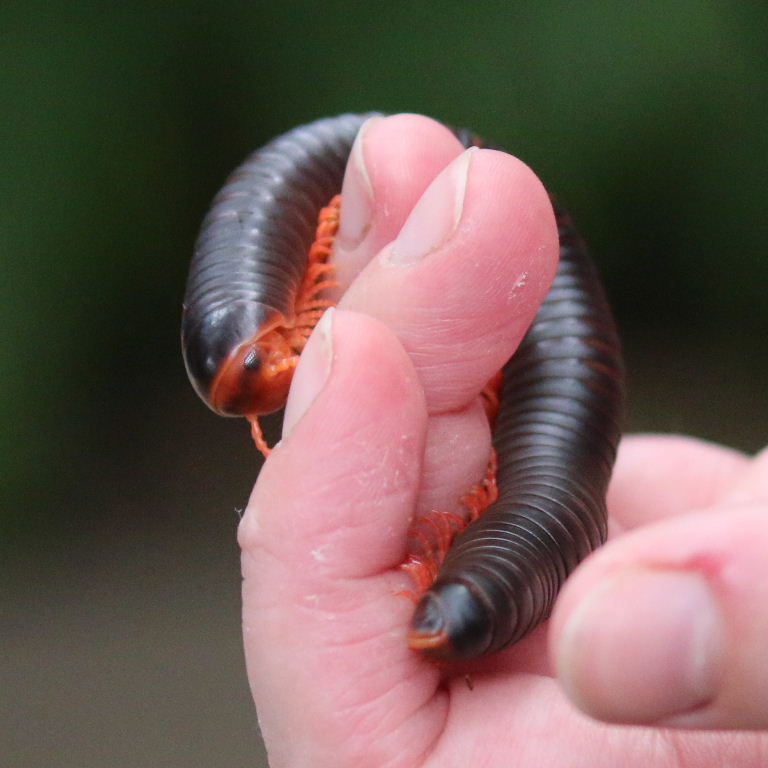 Red-legged Millipede female