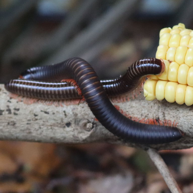 Red-legged Millipede