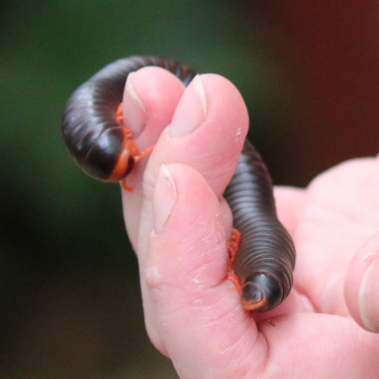 Red-legged Millipede