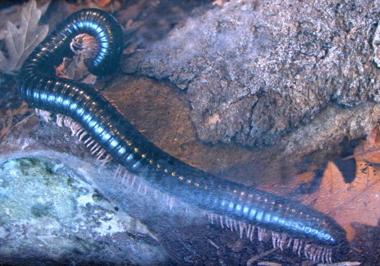 Seychelles Giant Millipede