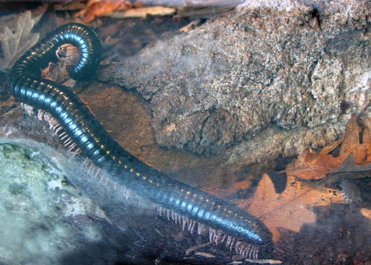 Seychelles Giant Millipede