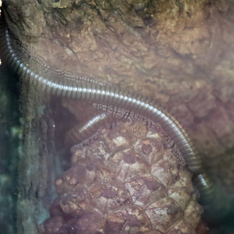 Ghana Speckled Leg Millipede