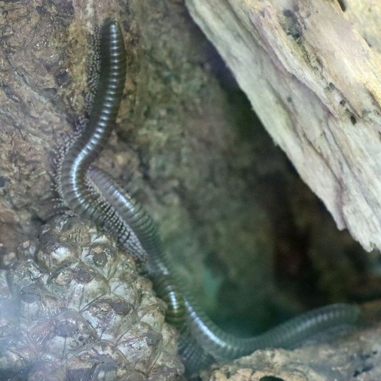 Ghana Speckled Leg Millipede