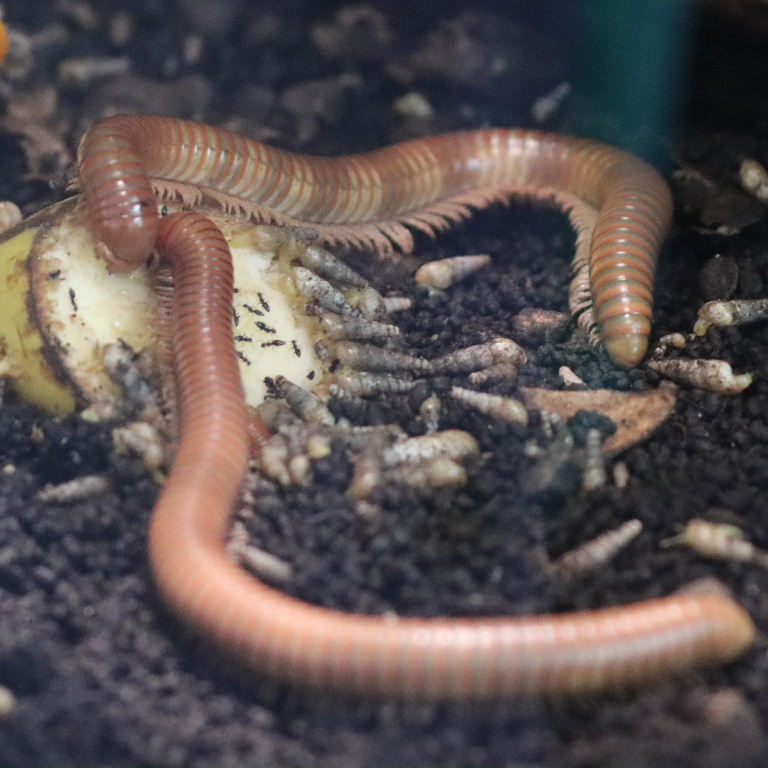 Tanzanian Olive-banded Millipede