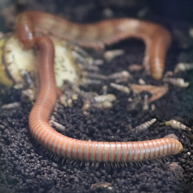 Tanzanian Olive-banded Millipede
