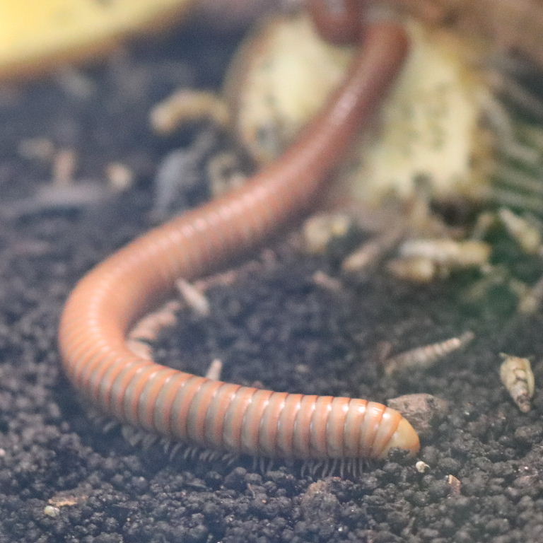 Tanzanian Olive-banded Millipede