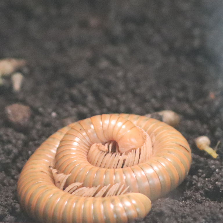 Tanzanian Olive-banded Millipede