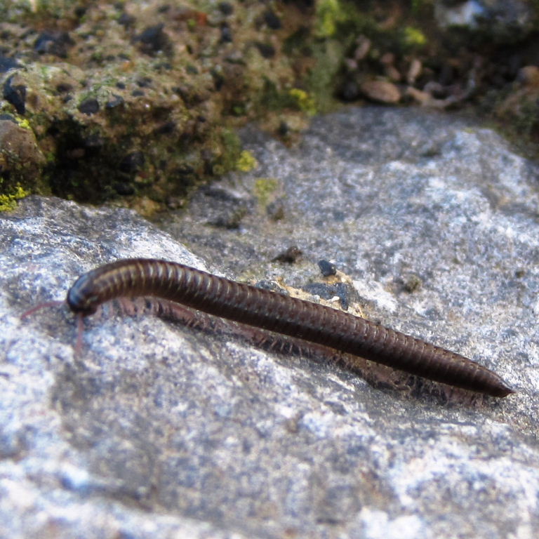 Brown Canarian Millipede