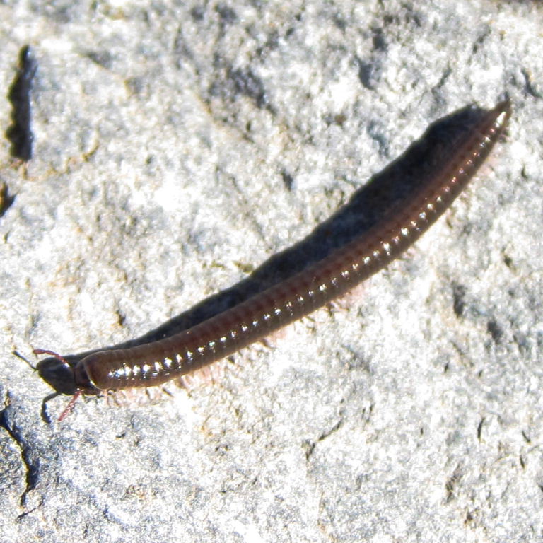 Brown Canarian Millipede