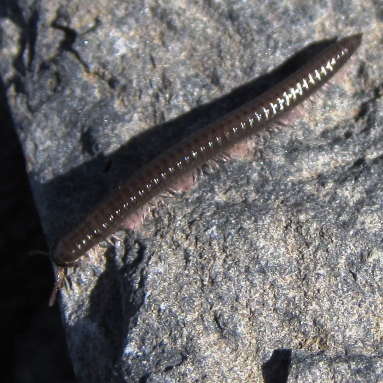 Brown Canarian Millipede