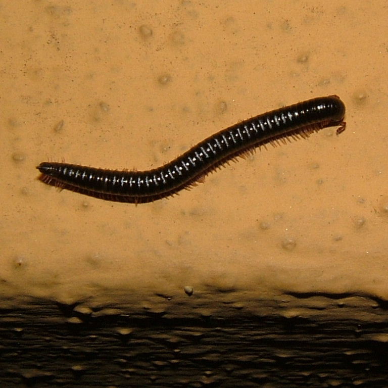 Canarian Millipede