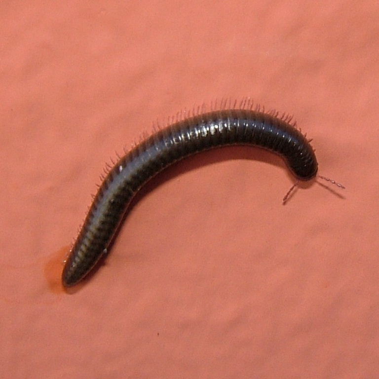 Canarian Millipede