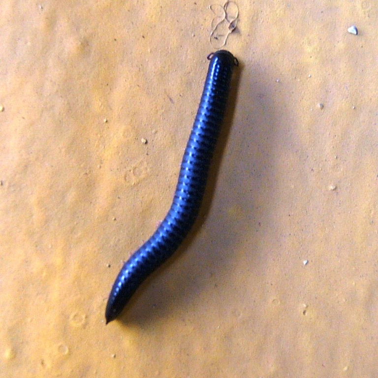 Canarian Millipede