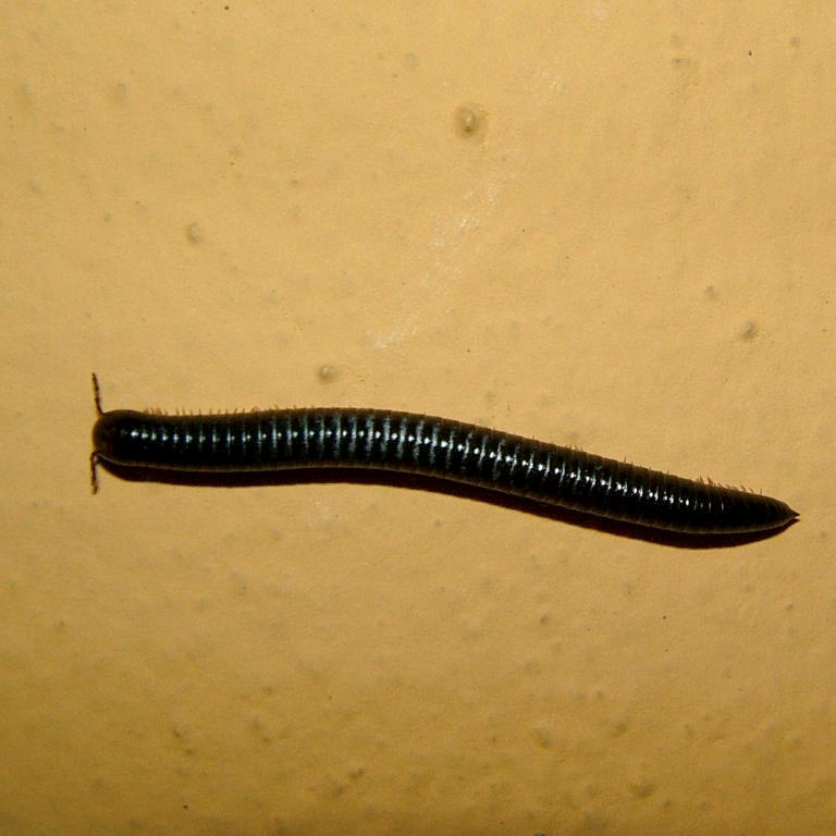 Canarian Millipede