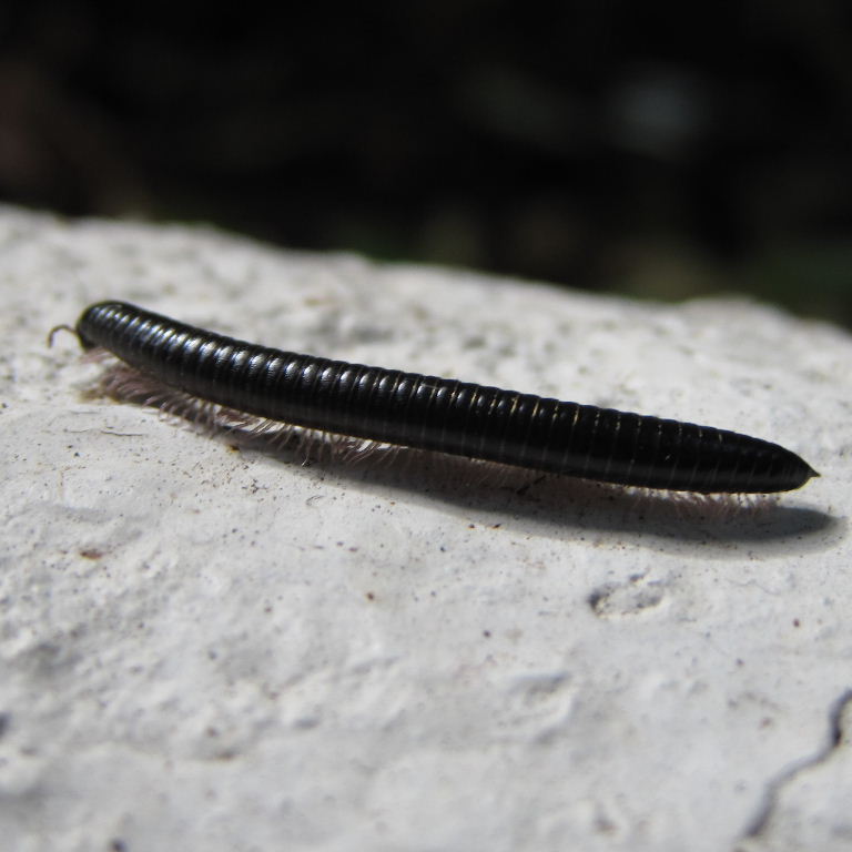 Canarian Millipede