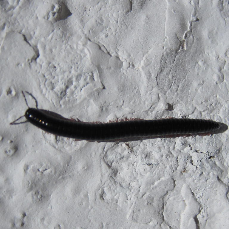 Canarian Millipede