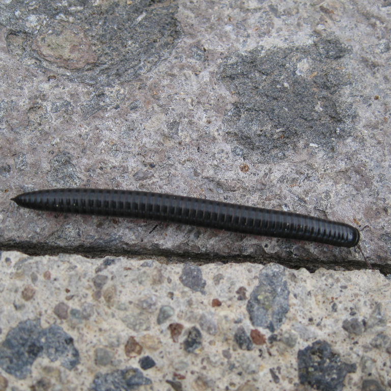 Canarian Millipede