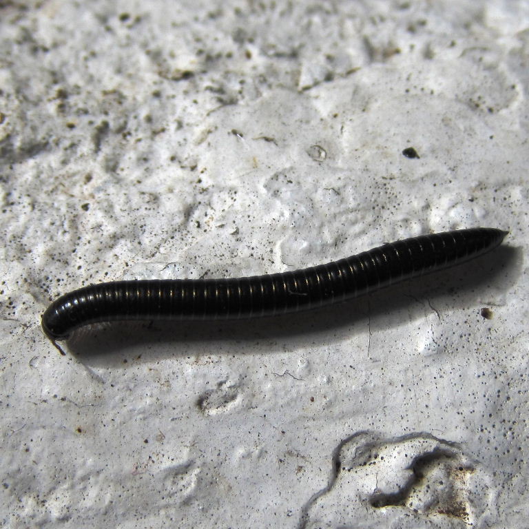 Canarian Millipede