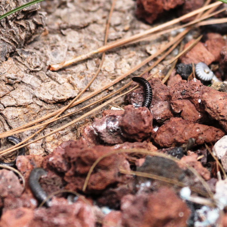 Canarian Millipede