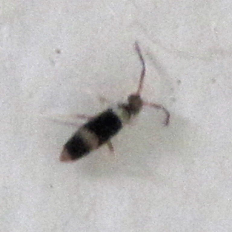 Springtail Entomobrya albocincta