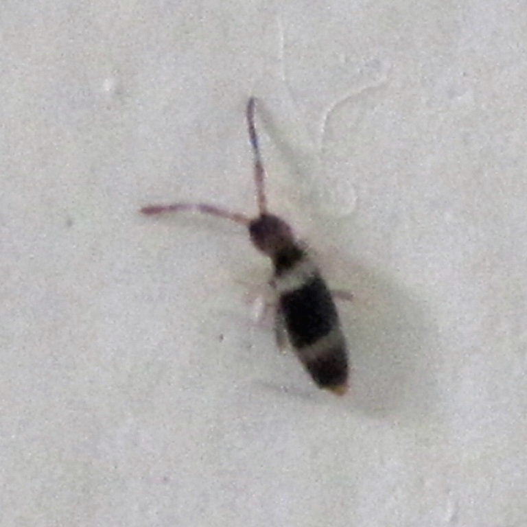 Springtail Entomobrya albocincta
