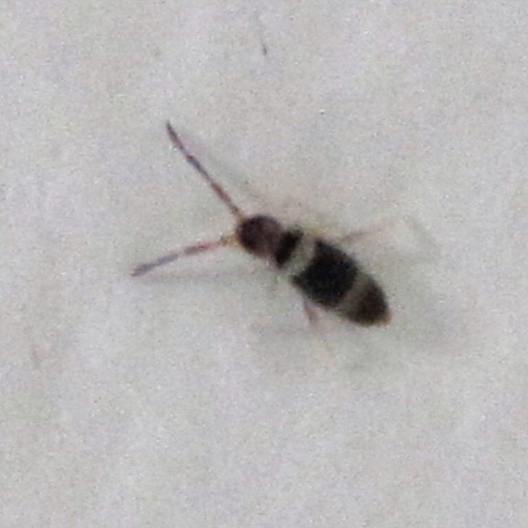 Springtail Entomobrya albocincta