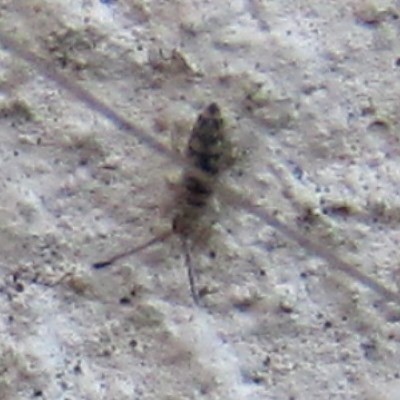 Springtail Entomobrya multifasciata