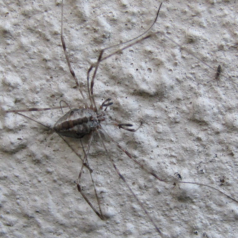 Springtail caught by harvestman