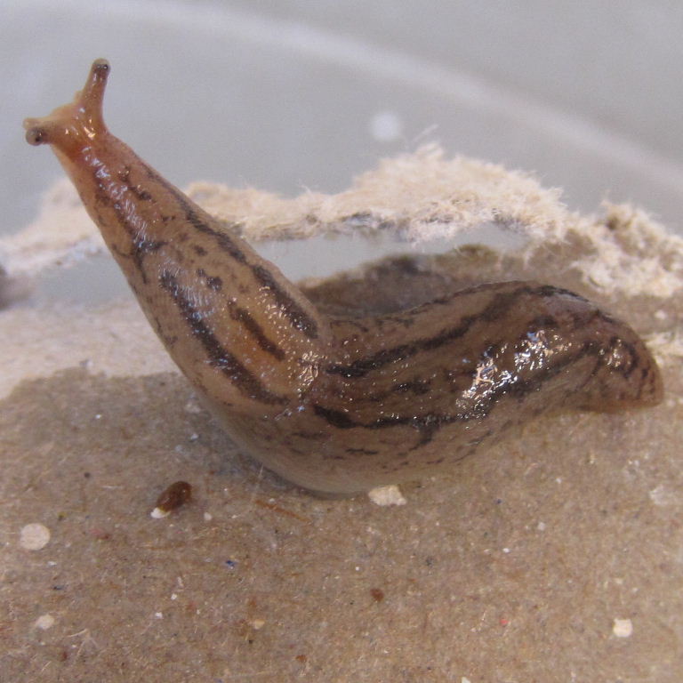 Ambigolimax Greenhouse Slug