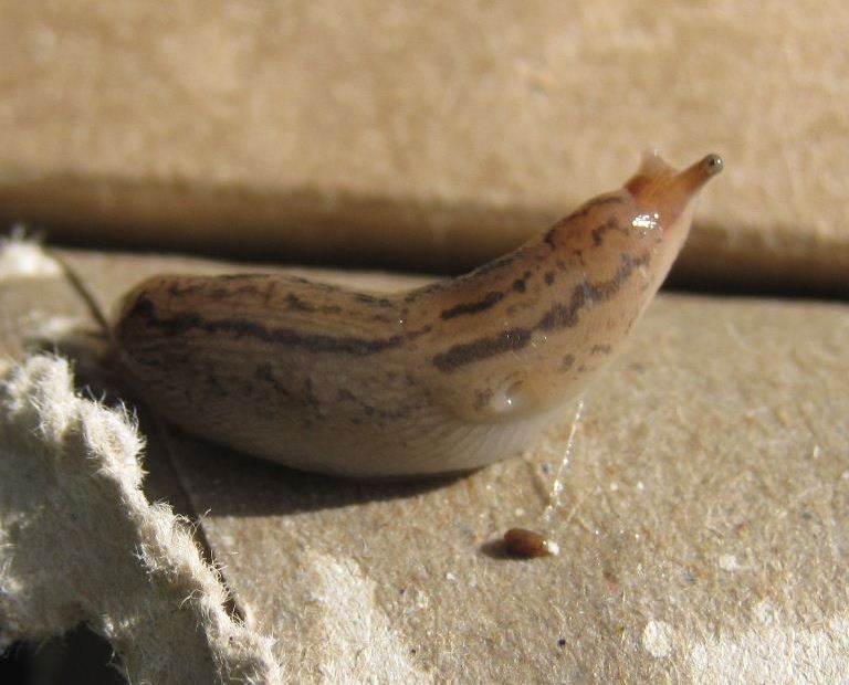 Ambigolimax Greenhouse Slug